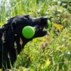 Werpstok Dog Comet meteor S - Afbeelding 2
