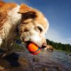 Hondenbal Chuckit Ultra Ball Medium - Afbeelding 3