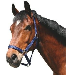 Paarden / pony halster nylon Classic blauw