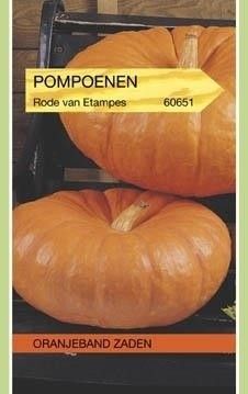 Pompoenen Rode Van Etampes. Oranjeband